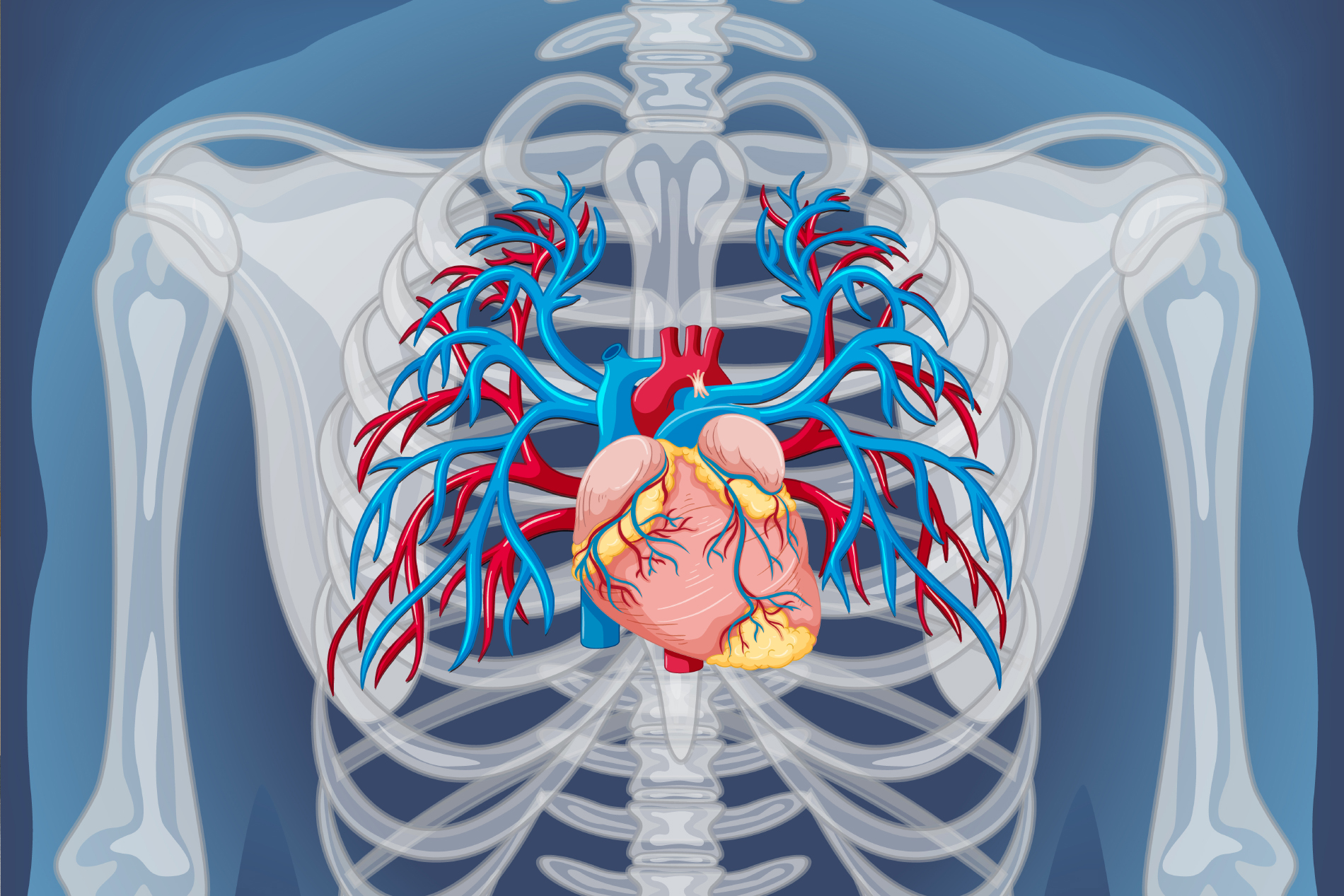 Brachial-Piexus-Nerves1